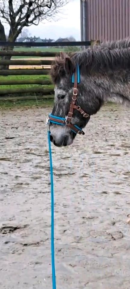 Kappzaum, Multizaum, Biotane, Größe Pony in Herne