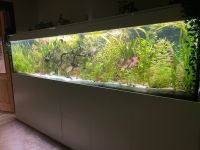 Aquarium Pflanzen XXL packet Nordrhein-Westfalen - Mönchengladbach Vorschau