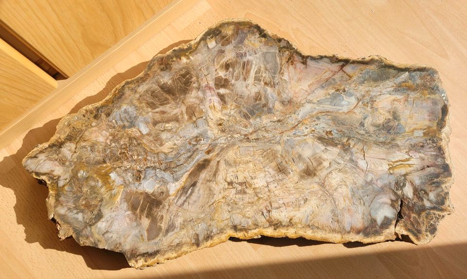 Große Scheibe versteinertes Holz, 16 kg fossiles Holz in Oberursel (Taunus)