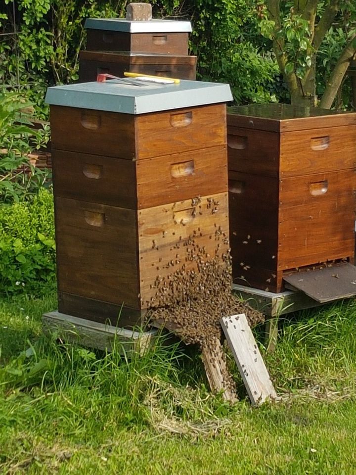 Bienenvölker (Carnica) 1,5 DNM zu verkaufen in Hessisch Oldendorf