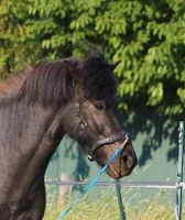 Hillbury Kappzaum Nabucco Gr.Araber/Pony ohne Naseneisen Nordrhein-Westfalen - Oer-Erkenschwick Vorschau