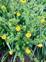 Hohes, gelbes Fingerkraut, Bienenweide, 1 kräftige Pflanze Hessen - Weilburg Vorschau