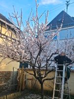 Gartenarbeit  Hausmeisterservice Rheinland-Pfalz - Mainz Vorschau