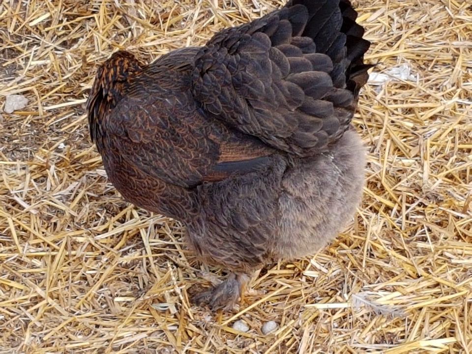 Wir verkaufen Enten Flugenten Warzenenten Reinrassig Hünchen Hahn in Mannheim