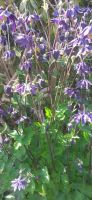 Kurzspornige Akelei Aquilegia vulgaris violett Herzogtum Lauenburg - Wentorf Vorschau