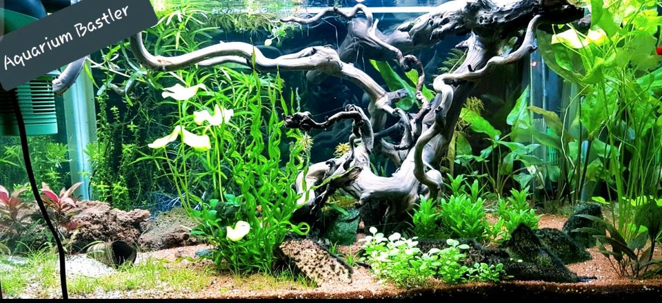 Aquastabil mark 2, 128l Aquarium,  80x40x40cm in Sankelmark