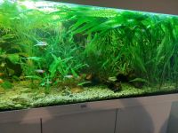 Aquarium Pflanzen Brandenburg - Blankenfelde-Mahlow Vorschau