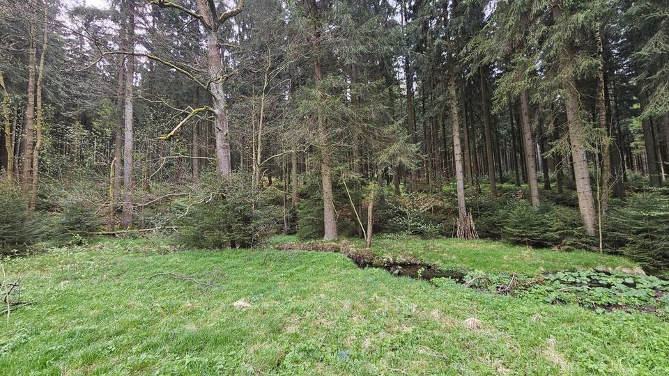 0,5 ha Waldgrundstück in Olbernhau