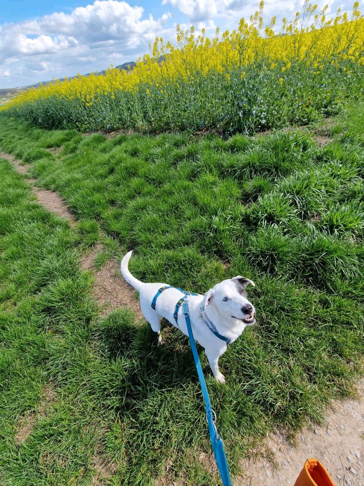 JUPITER Border Collie Mischling Rüde Tierschutz Hund in Linden