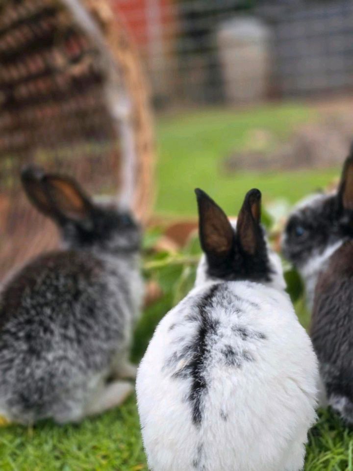 Klein-Rex Kaninchen Hase Jungtiere männlich weiblich in Erfurt