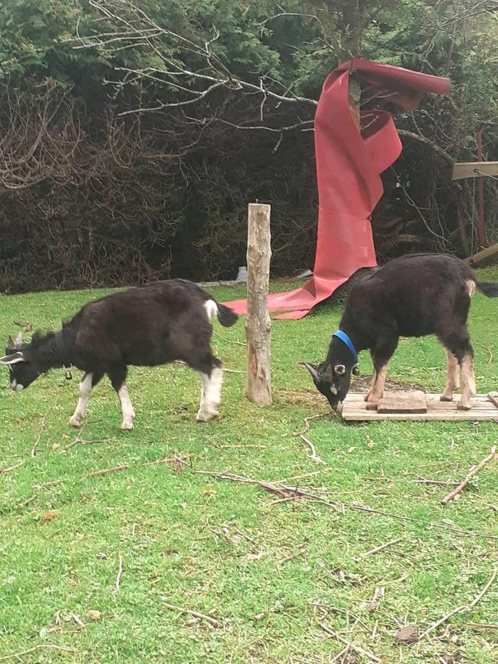 2 TWZ Mix Bockkitze, Ziegen, Böcklein in Unterthingau