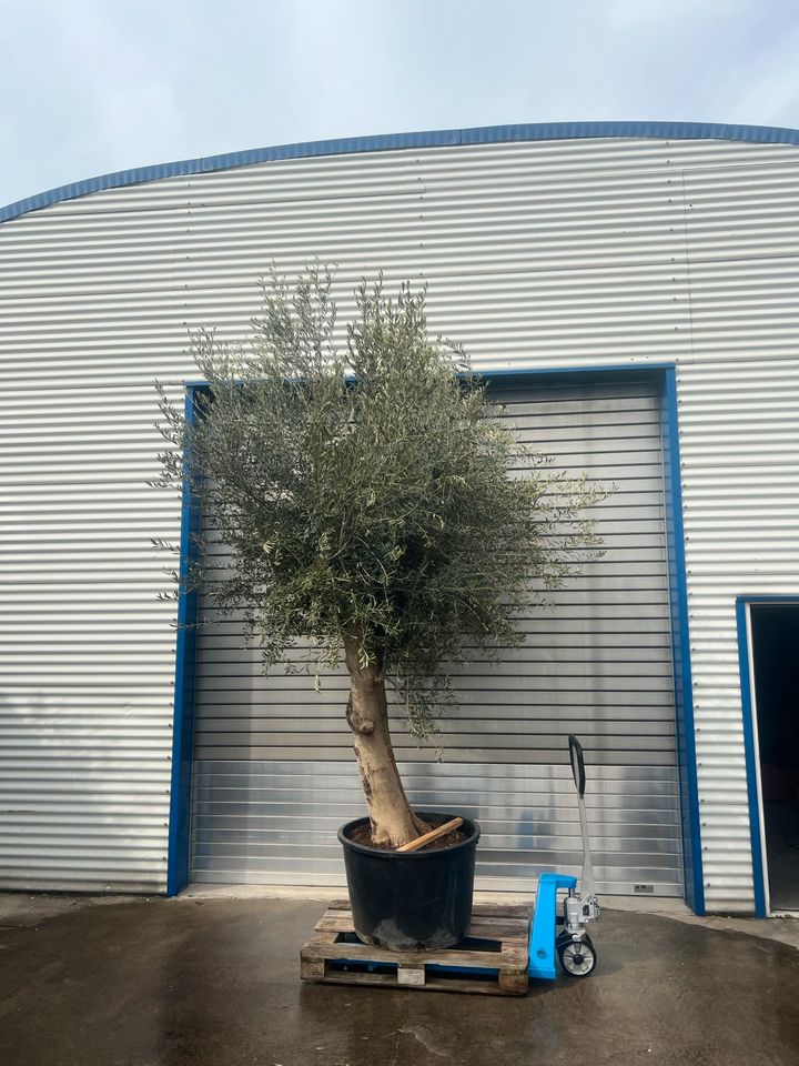 Olivenbaum Olea europea winterhart in Altlußheim