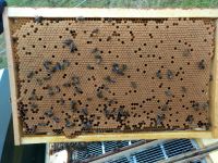 Bienen Wirtschaftsvölker Dadant US Rheinland-Pfalz - Thaleischweiler-Fröschen Vorschau