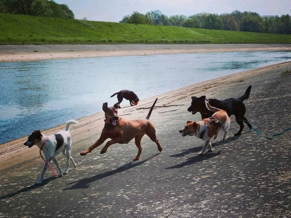 Gassiservice Leipzig mobile Hundebetreuung Dogwalker in Leipzig