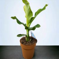 Goldene Lotusbanane Musella lasiocarpa kräftige Exemplare 60-80cm Nordrhein-Westfalen - Nordkirchen Vorschau