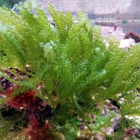 Suche Meerwasser Alge Pflanze Caulerpa Racemosa Hybrid Aquarium Niedersachsen - Einbeck Vorschau
