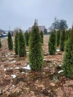 Thuja smaragd, brabant Nürnberg (Mittelfr) - Nordstadt Vorschau