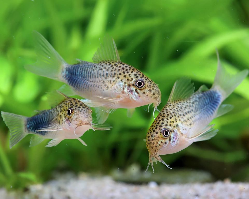 Corydoras Similis in Vogtsburg