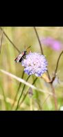 15 Samen Wiesen-Witwenblume, Schmetterling Natur Saatgut Garten Bayern - Baldham Vorschau