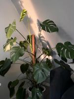 Monstera (Fensterblatt) Brandenburg - Lübbenau (Spreewald) Vorschau