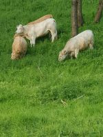 Suche Landwirtschafte Nutzflächen  Wiesen, Acker Weideflächen Bayern - Teuschnitz Vorschau