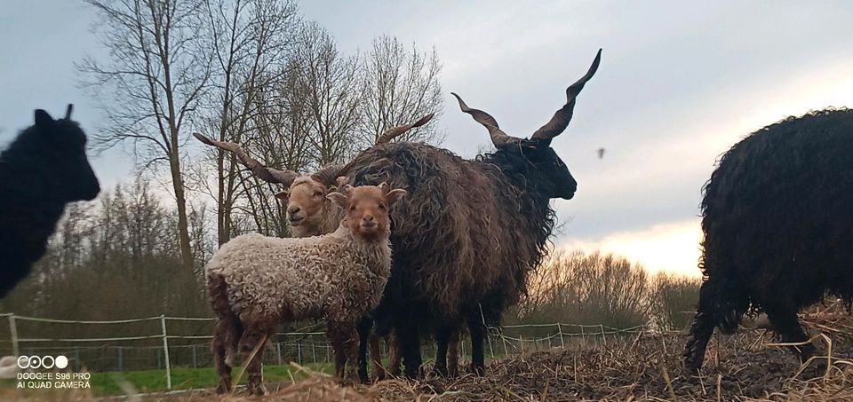 Zackelschaf Böcke in Bleckede