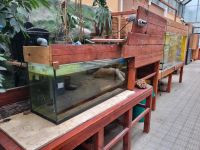 Aquarium Fische Wandsbek - Steilshoop Vorschau