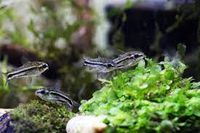 Corydoras Pygmaeus  Zwerg Panzerwels je nur 2,00 Rheinland-Pfalz - Otterberg Vorschau