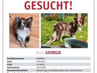 Hund gesucht vermisst entlaufen Hessen - Schlüchtern Vorschau