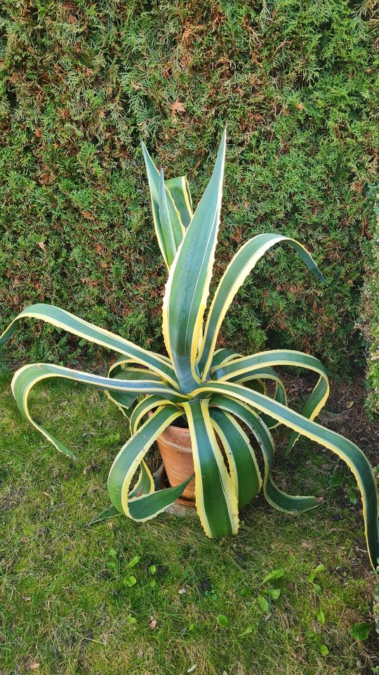 Schöne Agave Pflanze Americana Marginata Variegated in Holzgerlingen