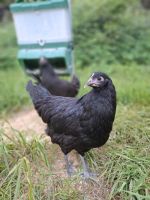 Janzé Hühner Hennen Huhn seltene Rasse Rheinland-Pfalz - Niedert Vorschau