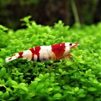 Garnele Caridina crystal red, auch 1 Mai geöffnet! Nordrhein-Westfalen - Straelen Vorschau