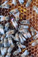 Bienen, Gesunde Bienenvölker auf Zander Bayern - Reichertshofen Vorschau