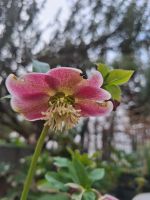 Christrosen in pink und weiß Mülheim - Köln Holweide Vorschau