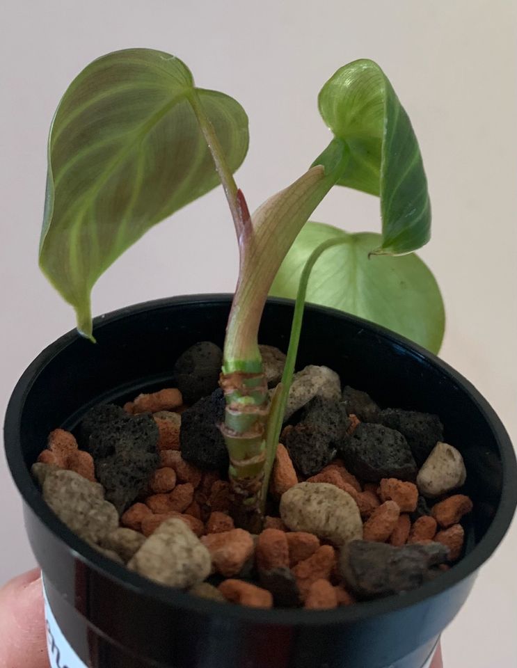 Philodendron El Choco Red in Wiggensbach