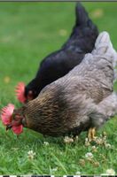 Legereife Hühner aus Freilandhaltung Bayern - Altenstadt Iller Vorschau