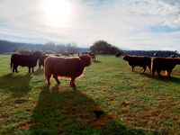 Highland Cattel Mutterkühe Niedersachsen - Northeim Vorschau