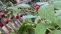 Himbeeren Pflanzen Bayern - Erlangen Vorschau