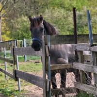 Pflegebeteiligung / Pony zur Verfügung Kreis Pinneberg - Quickborn Vorschau