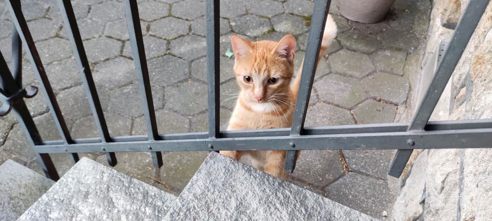 roter Kater vermisst in Neuenkirchen