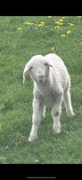 Lämmer und Schafe Bayern - Kempten Vorschau