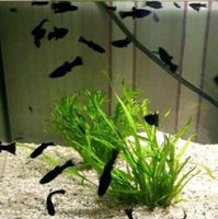 Black Molly Aquarium Baby Saarland - Lebach Vorschau