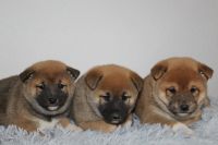 Shiba Inu Welpen Sachsen-Anhalt - Landsberg (Saalekreis) Vorschau