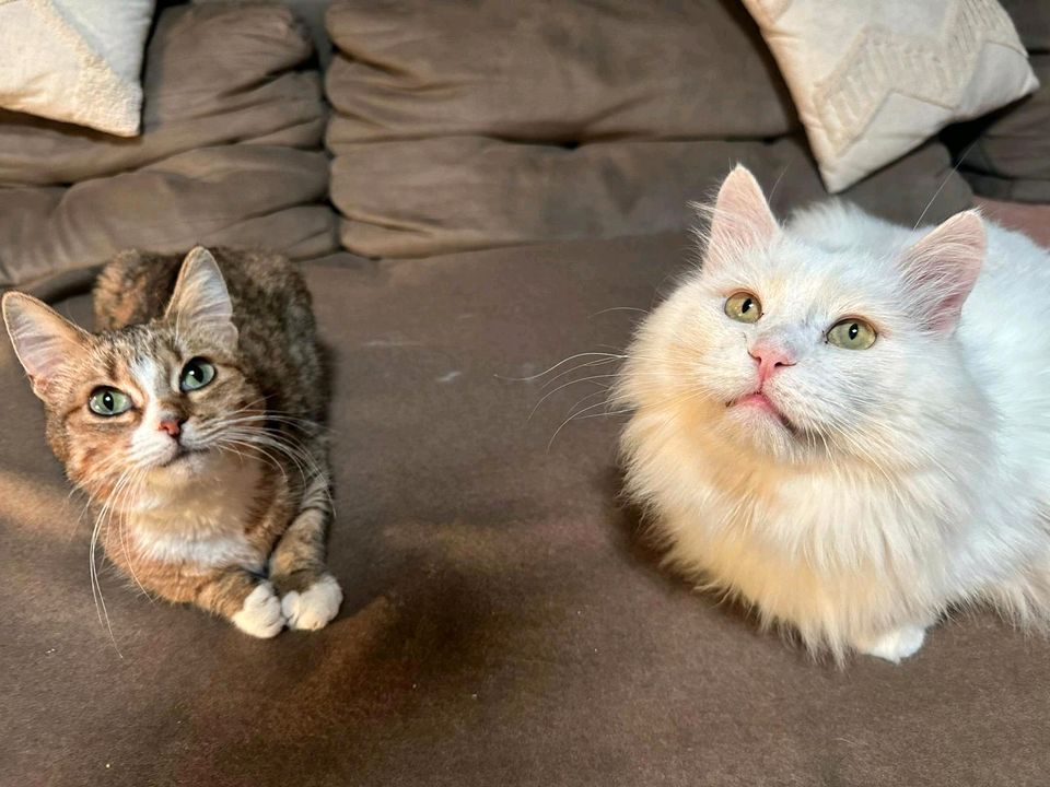 Bim & Susanna - suchen ein drinnen Zuhause ♥️ in Köln