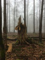 Suche Baumstück, Waldstück, Wald, Forst Waldgrundstück Hessen - Lahnau Vorschau