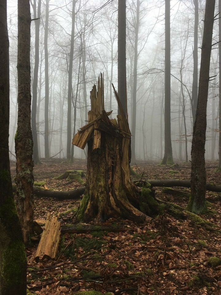 Suche Baumstück, Waldstück, Wald, Forst Waldgrundstück in Lahnau