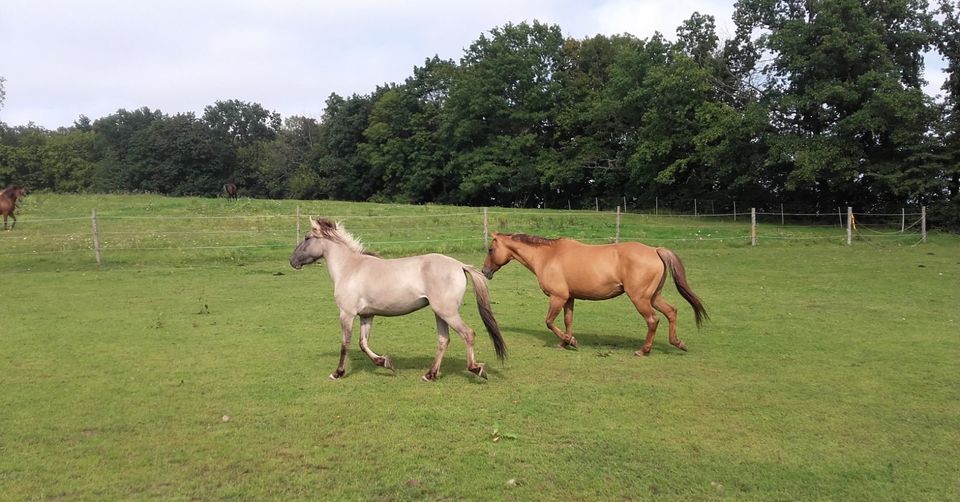 Konik-Stute, exzellentes Freizeitpferd, Falbe, Grullo, Traumpferd in Dresden