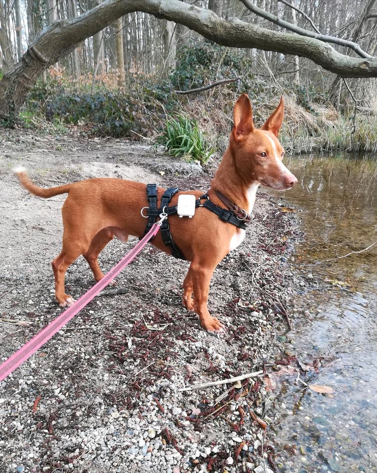 APPLE Podenco Maneto Rüde Tierschutz Hund in Plön 