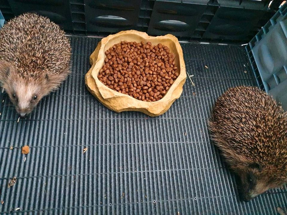 Igel gefunden Igelhilfe Tierhilfe Igelpflege Pflegestelle in Voerde (Niederrhein)