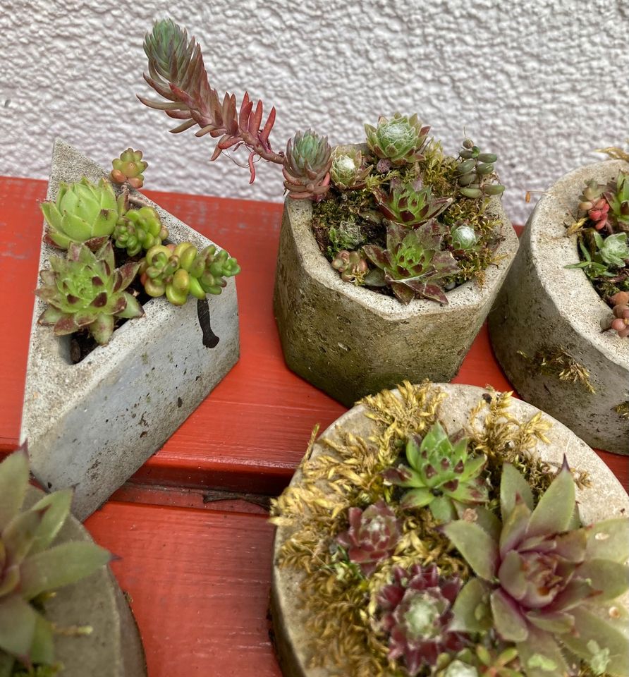 Beton Topf mit Sedum Sukkelenten Garten Balkon DIY ❤️ 6 Stück in Hamburg